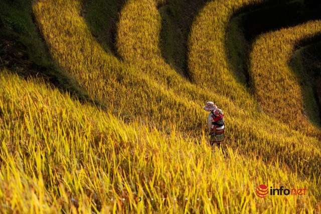 B&agrave;n tay m&ugrave;a v&agrave;ng M&ugrave; Cang Chải